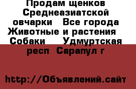 Продам щенков Среднеазиатской овчарки - Все города Животные и растения » Собаки   . Удмуртская респ.,Сарапул г.